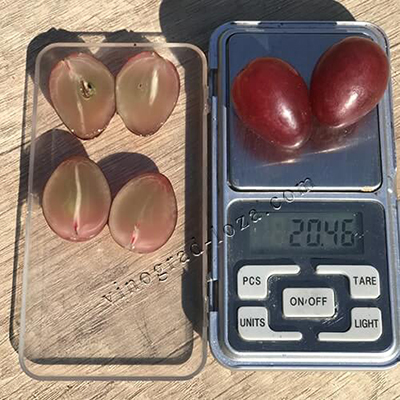 Розмір і вага ягід винограду Казанова фото