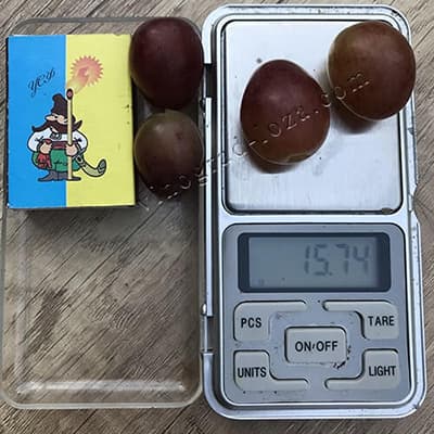 Розмір і вага ягід винограду Клубничний фото