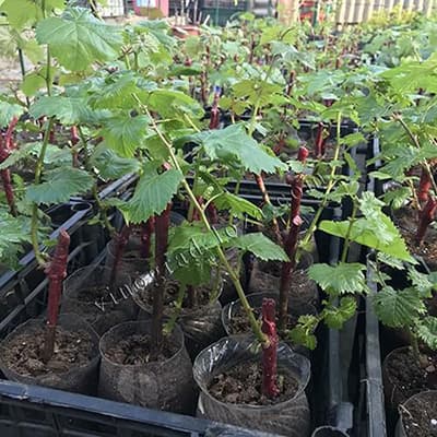 Саджанці винограду Конфетка