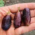 Купити саджанці винограду Красава з доставкою