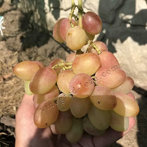 Ранній виноград з великою ягодою Ксенія (Анжеліка) фото