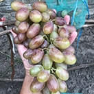 Купити саджанці винограду Легенда Аксая в Україні