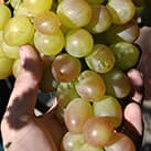Купити саджанці винограду Лівія з доставкою