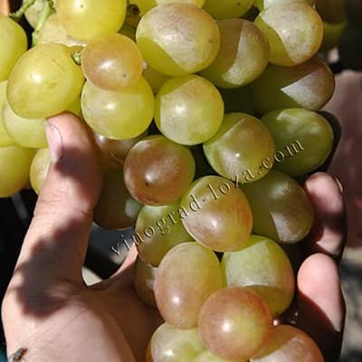 Ягоди винограду Лівія