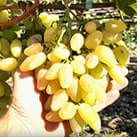 Купити саджанці винограду Мускат Дубовський з доставкою