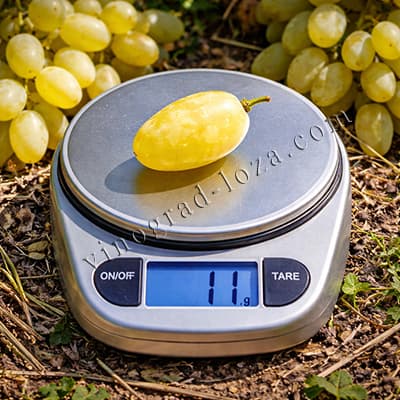 Розмір і вага ягоди винограду Мускат Дубовський