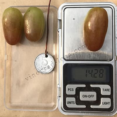 Розмір і вага ягід винограду Преображеніє