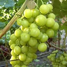 Купити саджанці винограду Прима України з доставкою