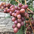 Купити саджанці винограду Розмус з доставкою