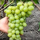 Купити саджанці винограду Слава Україні з доставкою