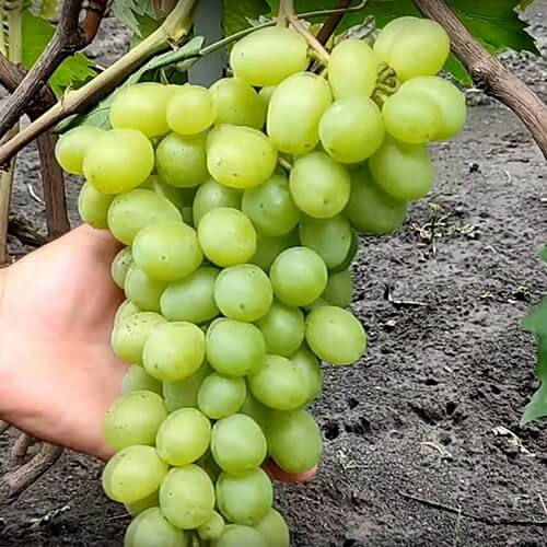 Сорт винограда Слава Украине купить саженцы в Харькове фото