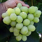 Купити саджанці винограду Вальок з доставкою