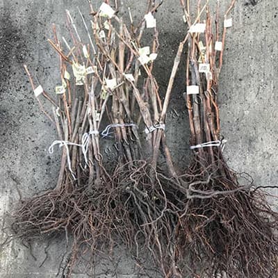 Саджанці винограду Велюр з відкритою кореневою системою