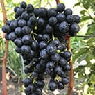 Морозостійкий технічний виноград Красень