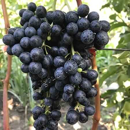 Технічний виноград Красень фото