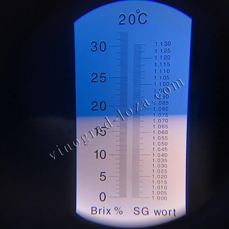 Виноград для вина Красень цукристисть соку фото