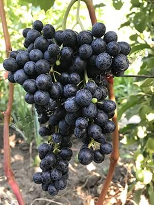 виноград красень описание сорта фото отзывы