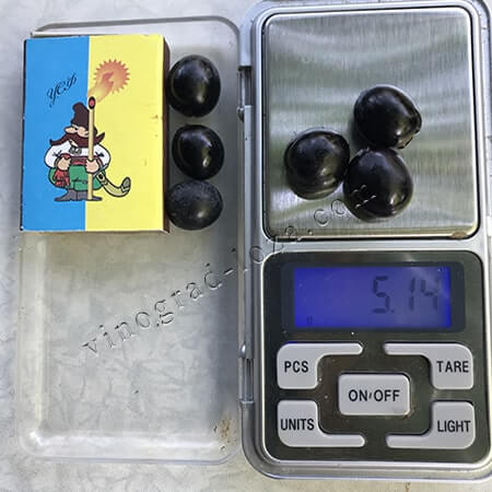 Технічний виноград Красень вага та розмір ягід фото