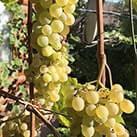 Морозостійкий технічний виноград Кристалл