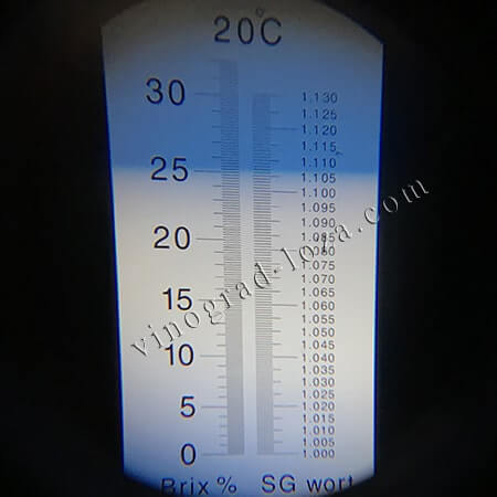 Виноград для вина Кристалл цукристисть соку фото