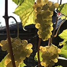 Невкривний виноград для вина Кристалл