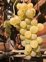 Сорт винограду Кристал опис, фото, відгуки
