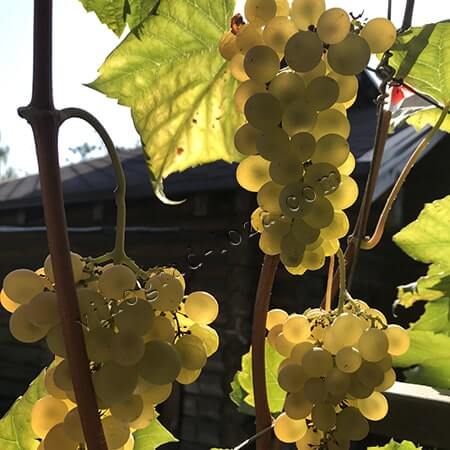 Виноград для вина Кристалл фото