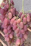 Сорт винограду Анжеліка (Ксенія) фото, опис, відгуки