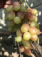 Сорт винограду Анжеліка (Ксенія) фото, опис, відгуки