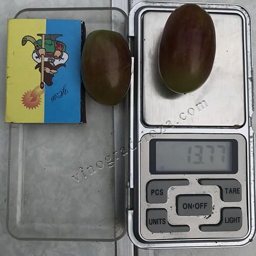Розмір і вага ягід винограду Ксенія (Анжеліка) фото