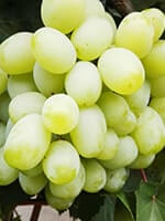 Сорт винограду Кузьма опис, фото, відгуки