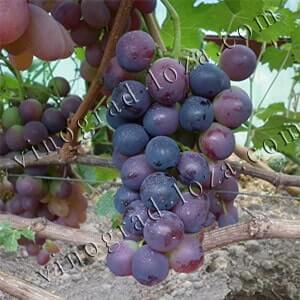 Описание сорта винограда Киохо фото отзывы