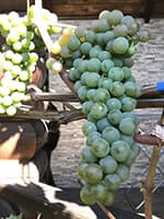 Сорт винограду Ла Кресент опис, фото, відгуки