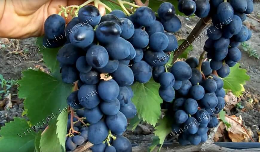 Сорт винограду Ластівка опис фото відгуки