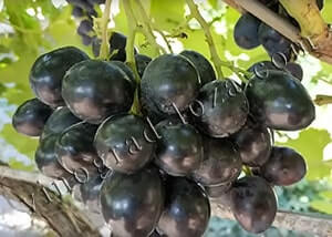 Купити саджанці живці винограду Ластівка