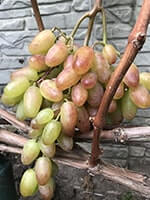 Сорт винограду Легенда Аксая опис, фото, відгуки