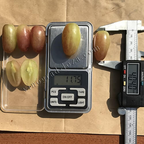 Розмір і вага ягід винограду Легенда Аксая фото
