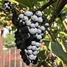 Морозостійкий технічний виноград Леон Мійо