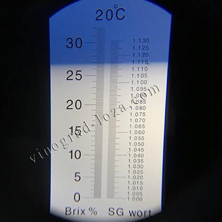 Виноград для вина Леон Мійо цукристисть соку фото