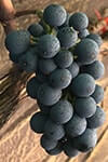 Сорт винограду Леон мійо опис, фото, відгуки