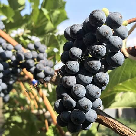 Виноград для вина Леон Мійо фото