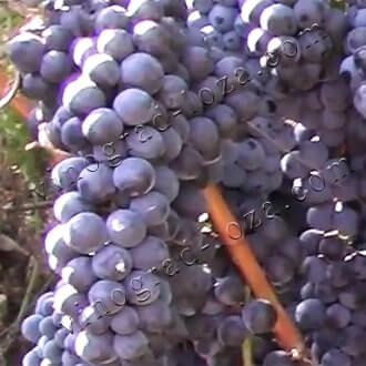 Виноград Лівадійський чорний опис сорту фото відгуки