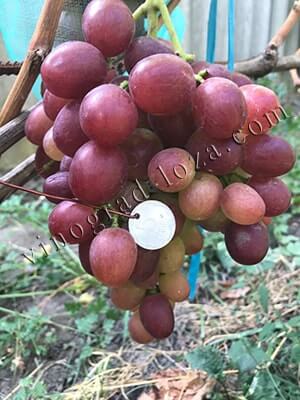 Сорт винограду Лівія опис фото відгуки