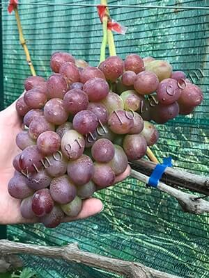 Сорт винограду Лівія повна зрілість фото