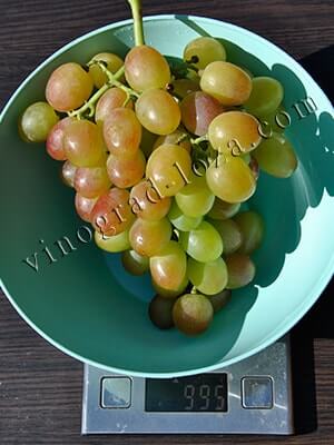 Сорт винограду Лівія вага грона фото