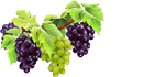 Логотип сайта Виноградная лоза Харьков фото