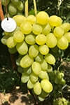 Сорт винограда Лора описание, фото, отзывы