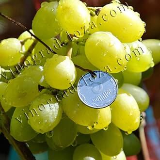 Русские сорта и гибридные формы винограда: описание, фото, купить саженцы -Vinograd-Loza