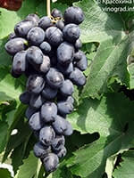 Сорт винограду Лорано опис, фото, відгуки