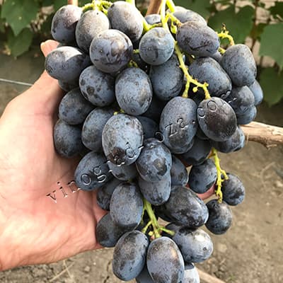 Гроно винограду Лорано крупним планом